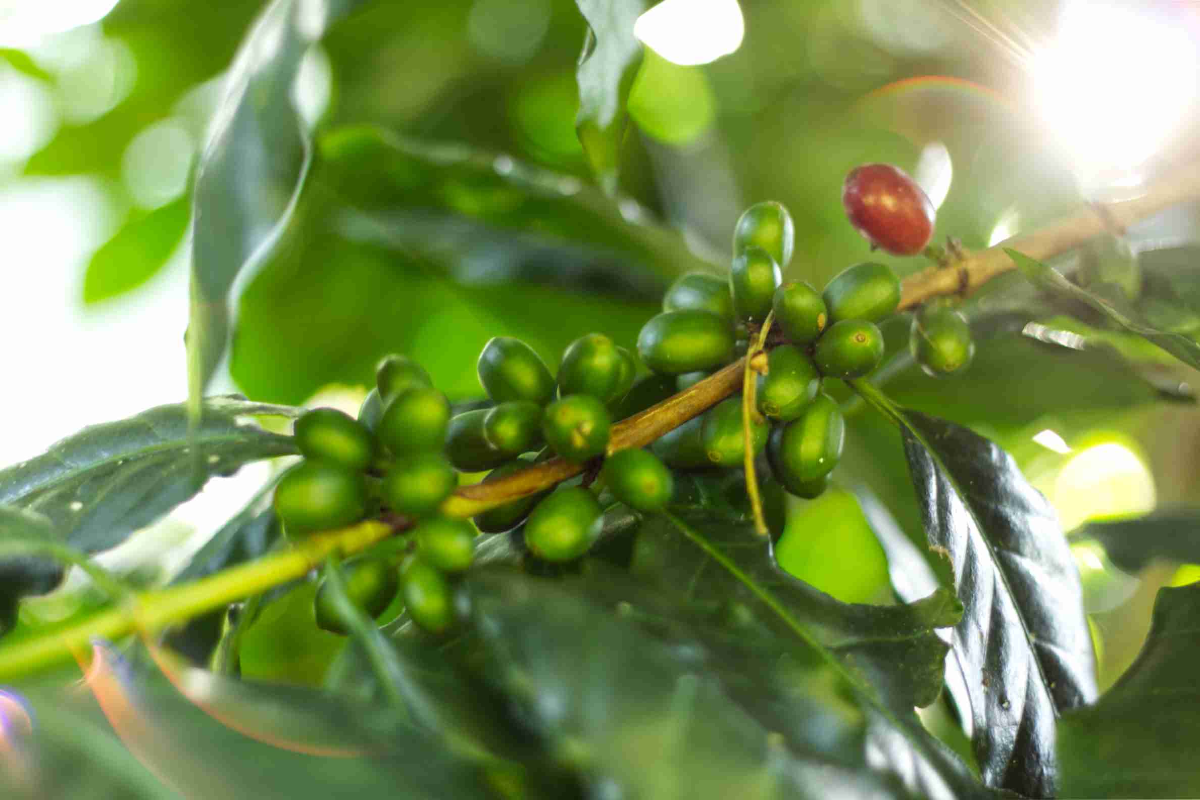 Wie erkennt man wirklich hochwertigen Specialty Coffee?