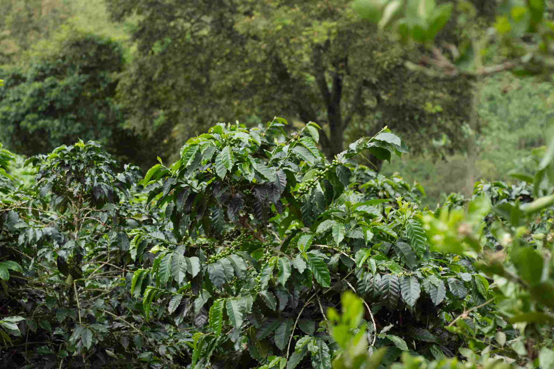 SL28 Kaffee aus Kolumbien – Edinson Argote & Finca Quebraditas