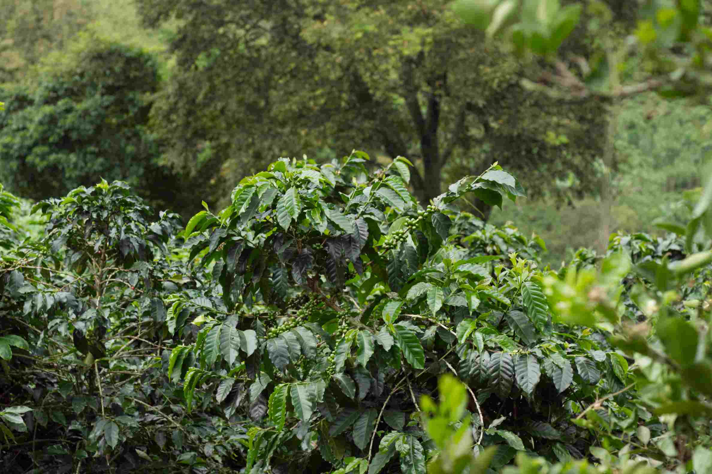 SL28 Kaffee aus Kolumbien – Edinson Argote & Finca Quebraditas